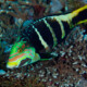 picture of Hemigymnus fasciatus