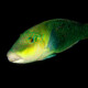 picture of Hemigymnus melapterus