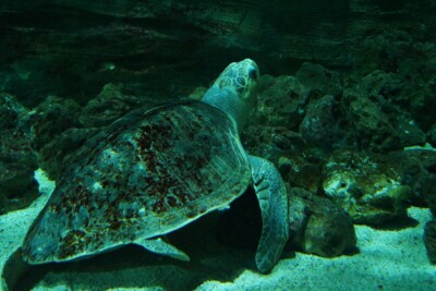 tortue olivâtre Cheloniidae