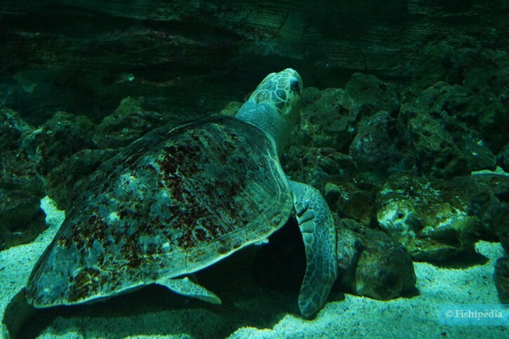 Lepidochelys olivacea