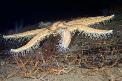 Luidia ciliaris luidiidae