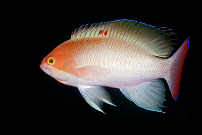 anthias trapu Anthiadidae