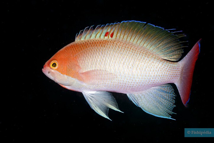 Pseudanthias hypselosoma