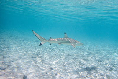 tiburón punta negra