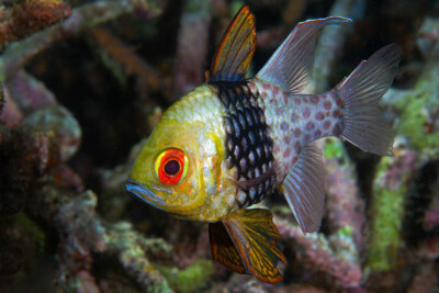 apogon pyjama Apogonidae