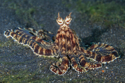 pulpo mimo Octopodidae