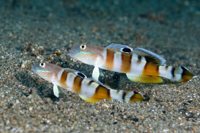 Valenciennea wardii Gobiidae