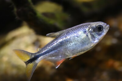 Astyanax mexicanus