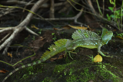 Espèce : Basiliscus plumifrons