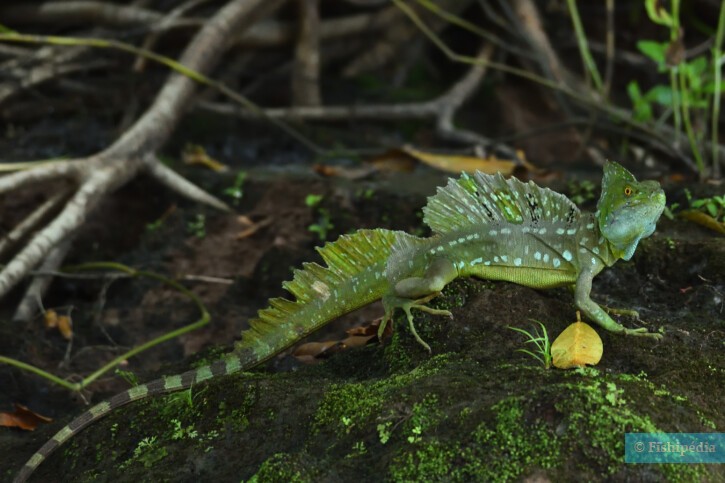 Basiliscus plumifrons