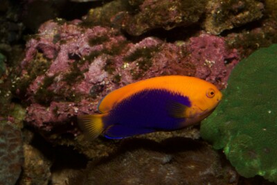 poisson-ange nain africain Pomacanthidae