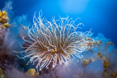 anémona de tubo mediterránea Cerianthidae