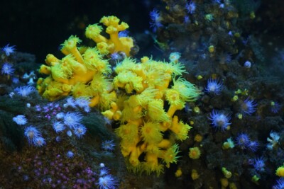 Dendrophyllia cornigera Dendrophylliidae
