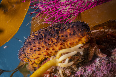 Holothuria forskali Holothuriidae