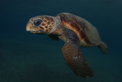 tortue caouanne Cheloniidae