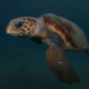 picture of Caretta caretta