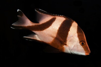 Lutjanus sebae Lutjanidae