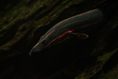 Mastacembelus erythrotaenia