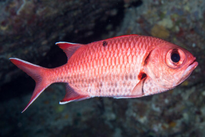 Myripristis murdjan Holocentridae