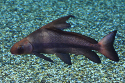 Myxocyprinus asiaticus