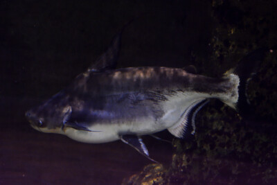 pangasio gigante Espèce : pangasio gigante