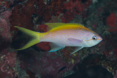 barbier à queue jaune (Pseudanthias evansi) Anthiadidae