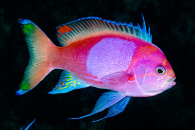 Anthias à tache carrée Anthiadidae
