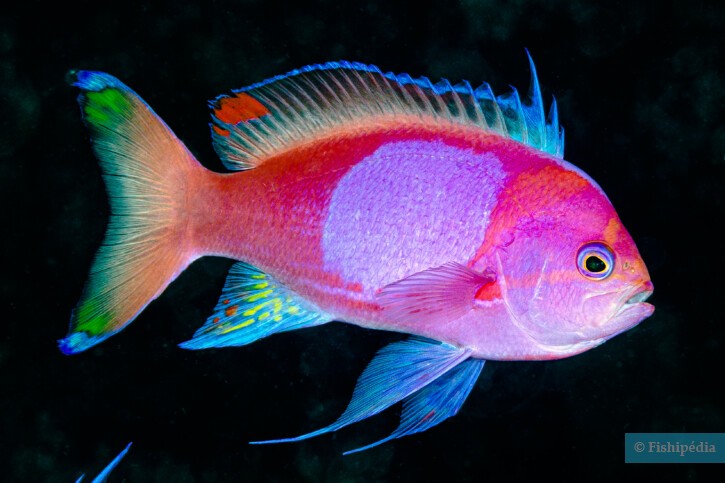 Pseudanthias pleurotaenia