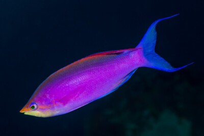 barbier pourpre (Pseudanthias tuka) Anthiadidae