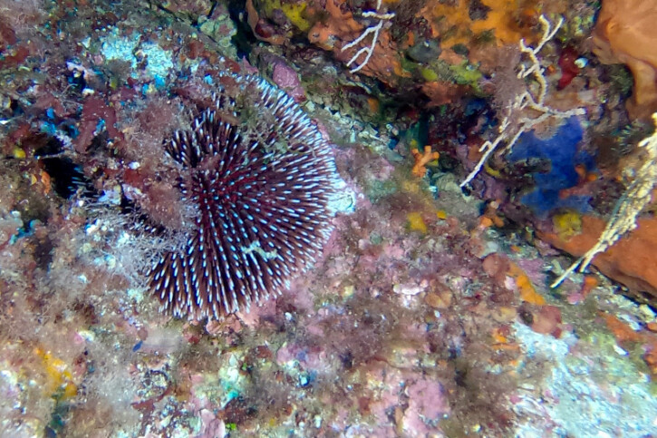 Sphaerechinus granularis - oursin granuleux