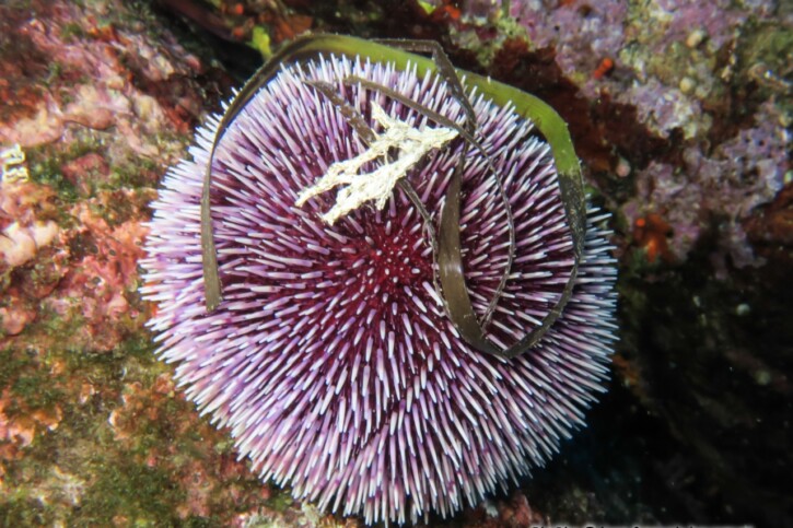 Sphaerechinus granularis - oursin granuleux