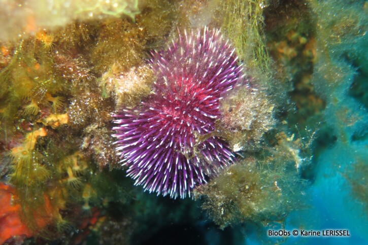 Sphaerechinus granularis - oursin granuleux