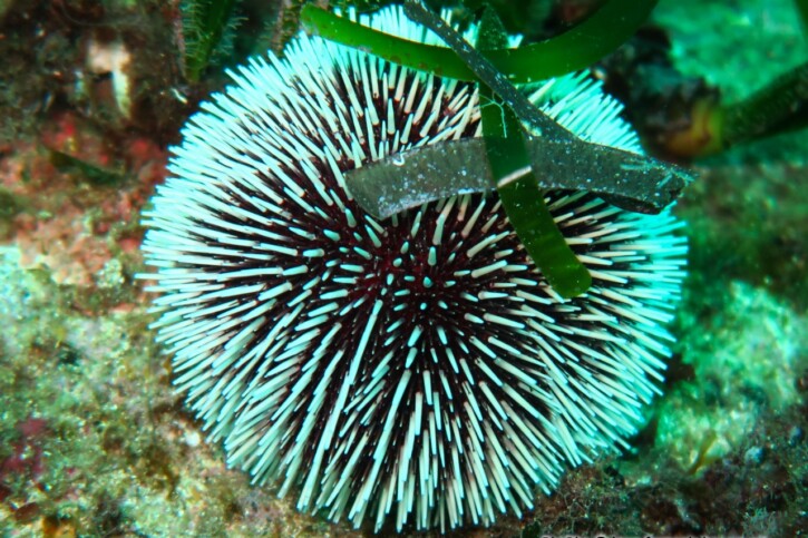 Sphaerechinus granularis - oursin granuleux