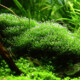 picture of Riccia fluitans