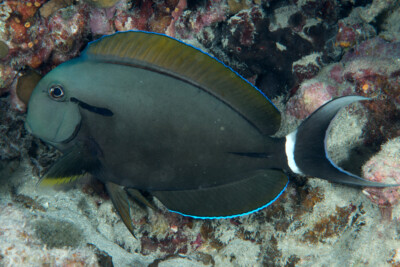 pez cirujano de trazo negro Acanthuridae