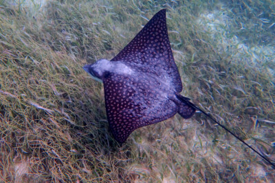 raya jaspeada Myliobatidae