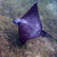 picture of Aetobatus narinari