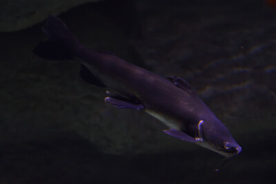 bagre tete Ariidae