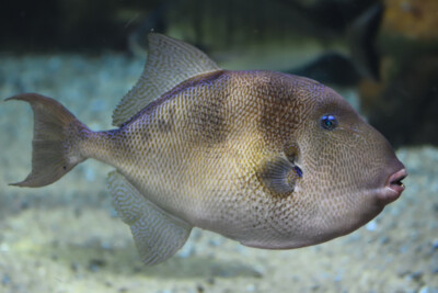 ballesta común Balistidae