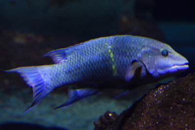 Pourceau mexicain Labridae