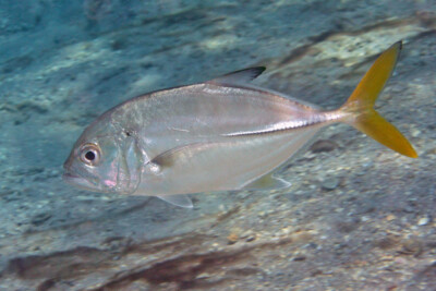 Caranx latus Carangidae