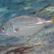 picture of Caranx latus