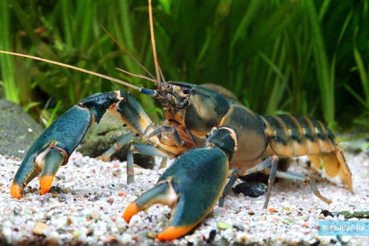 Cherax snowden