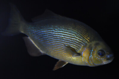 Embiotoca lateralis Embiotocidae