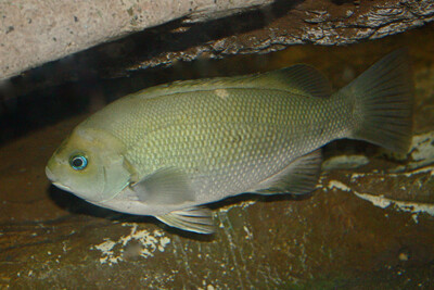 Girella nigricans Girellidae