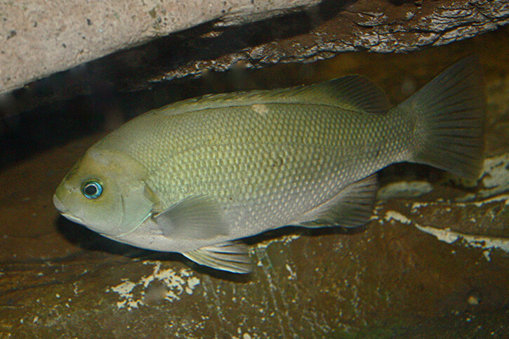 Girella nigricans