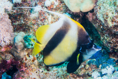 poisson-cocher de mer Rouge Chaetodontidae