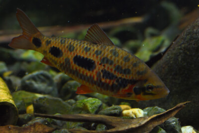 Leporinus nijsseni Anostomidae