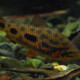 picture of Leporinus nijsseni