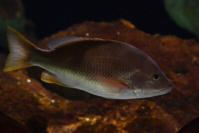Lutjanus argentiventris Lutjanidae
